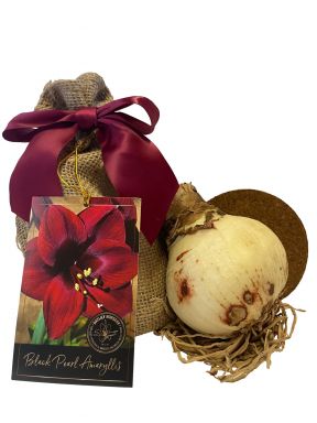 Black Pearl Amaryllis Bulb in Burlap Gift Bag!! Includes Growing Medium--Great Holiday Gift!!!!